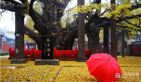 煙雨浮來(lái)，醉美銀杏 （大眾網(wǎng)記者 張希嘉 攝）