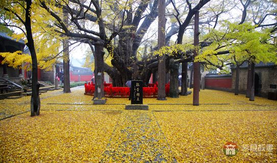 葉落鋪滿定林寺，猶如黃金地毯 （大眾網(wǎng)記者 張希嘉 攝）