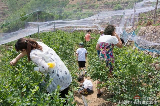 莒縣龍山隆海園藍莓采摘開園啦！