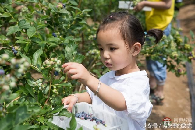 莒縣龍山隆海園藍莓采摘開園啦！