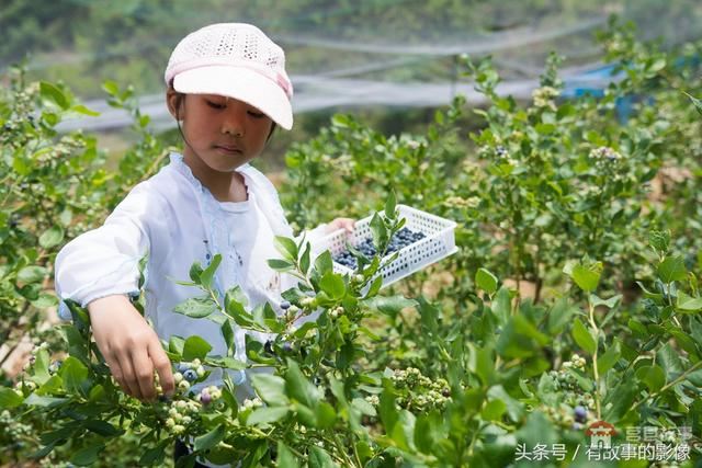 莒縣龍山隆海園藍莓采摘開園啦！