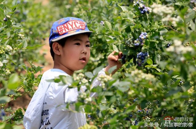 莒縣龍山隆海園藍莓采摘開園啦！